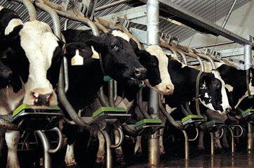 DairyFarming_Magnum90i_tcm27-14196.jpg