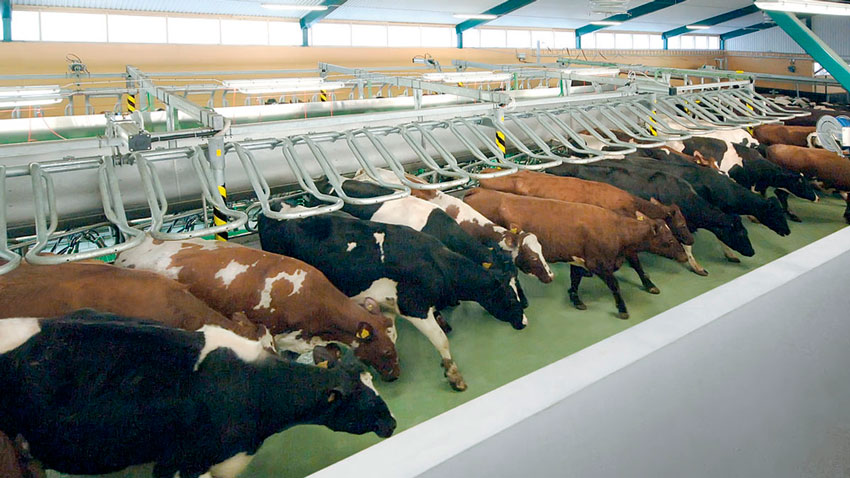 DairyFarming_Global90i_1_4_1200x675px_497597_tcm27-14178.jpg DairyFarming_Global90i_1_4_1200x675px_497597_tcm27-14178.jpg