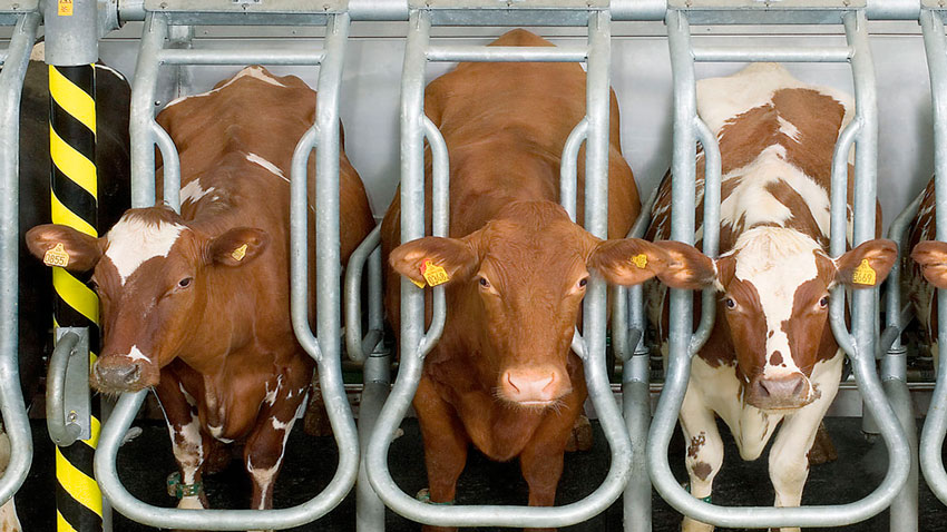 DairyFarming_Global90i_1_3_1200x675px_497607_tcm27-14177.jpg DairyFarming_Global90i_1_3_1200x675px_497607_tcm27-14177.jpg